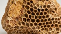 Natural honeycomb structure with hexagonal cells showing organic geometric patterns and golden brown textures for nature and science themes.