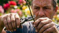 Mature male gardener with weathered hands pruning flowering plants with secateurs in a blooming garden setting for horticultural and landscaping projects.