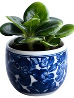 Fresh green succulent plant in traditional blue and white ceramic pot with floral pattern, isolated on white background for home decor and gardening projects.