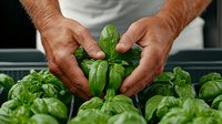 Fresh green basil leaves held by hands in garden box, close-up view showing texture and vibrant color of aromatic culinary herbs growing organically.