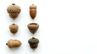 Isolated acorns and oak nuts collection on white background, ready for design, clipart, and educational botanical illustrations.