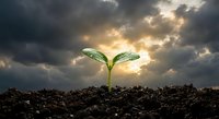 Young green plant seedling emerging from dark soil against dramatic stormy sky with golden sunlight breaking through clouds symbolizing growth and hope.