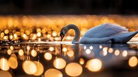 Elegant white swan swimming in calm water with warm golden bokeh lights creating magical evening atmosphere for romantic and peaceful nature concepts.