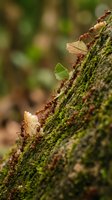 Red ants marching in line on moss-covered tree bark carrying leaf fragments in tropical rainforest ecosystem showcasing teamwork and nature cooperation.