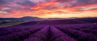 Stunning lavender field at sunset with dramatic purple sky and mountain landscape. Rows of blooming lavender flowers create perfect lines across countryside farmland.