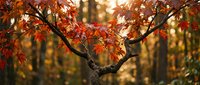 Vibrant autumn maple tree with brilliant red and orange foliage in golden sunlight, showcasing seasonal fall colors in peaceful forest setting.