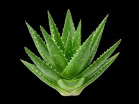 Aloe vera plant with pointed green leaves and water droplets, isolated on transparent background, ready for t-shirt designs, clipart, stickers, print-on-demand products, and sublimation projects.