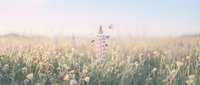 Wildflower meadow with purple lupine flowers blooming in misty morning light, suitable for nature backgrounds, wellness, and editorial design projects.