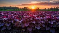 Purple coleus plants growing in agricultural field rows during golden hour sunset with warm orange sky and dramatic lighting for farming concepts.