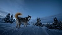 Siberian husky dog standing in snowy winter landscape at twilight with snow-covered evergreen trees and dramatic blue sky creating serene arctic wilderness scene.