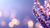 Blooming lavender flowers against blurred purple background with golden bokeh lights creating dreamy atmospheric nature composition. Suitable for wellness designs.