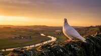 White dove perched on stone wall overlooking countryside valley at golden hour sunset with warm light and peaceful rural landscape scenery for spiritual concepts.