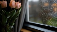 Pink tulips in vase by rainy window, spring flowers indoors, home decor, seasonal arrangement for interior design and lifestyle content.