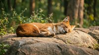 Red fox sleeping peacefully on wooden log in natural forest habitat during golden hour sunlight creating serene wildlife moment for nature photography projects.
