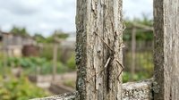Weathered wooden fence post with rustic bark texture in rural garden setting with blurred background of residential homes and green vegetation.