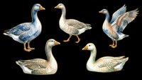 Goose collection featuring five isolated waterfowl in various poses and colorations. Includes standing, swimming, and flying positions with detailed plumage rendering. Transparent background, ready for clipart, t-shirt design, print-on-demand, sublimation, and sticker applications.