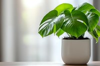 Monstera deliciosa plant with large green leaves in modern white ceramic pot on wooden surface against bright window background, minimalist home decor style.