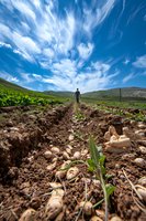 Young male farmer walking through organic potato field with dramatic cirrus clouds in blue sky. Agricultural landscape showing freshly planted crop rows and fertile soil in mountainous terrain.