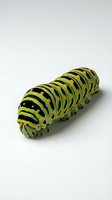 Striped caterpillar with yellow and black segments isolated on white background, suitable for nature, education, and design projects.