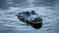 Alligator head emerging from dark water with concentric ripples spreading outward in natural wetland habitat creating dramatic wildlife scene.