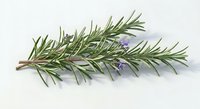 Fresh rosemary herb sprig with purple flowers isolated on white background for culinary cooking and natural medicine applications.