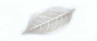 Delicate skeletal leaf structure with intricate vein patterns isolated on white background, suitable for design projects and botanical artwork applications.
