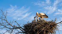 White stork feeding chick in large nest on bare tree branches against blue sky with wispy clouds. Parent bird caring for young offspring in natural habitat.