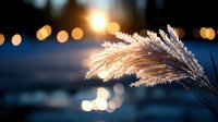 Delicate pampas grass plume illuminated by warm golden sunlight with soft bokeh lights creating dreamy atmospheric background for nature photography.