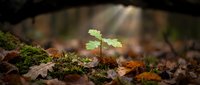 Young seedling sprouting from moss-covered forest floor with fallen leaves and natural woodland debris, symbolizing growth, renewal, and new beginnings in nature.