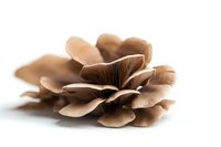 Fresh oyster mushroom cluster with brown gills and delicate layered caps isolated on white background for culinary and food photography.