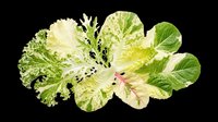 Fresh mixed salad greens with curly and flat leaves, isolated on transparent background, ready for food design, stickers, print on demand, and T-shirt clipart use.
