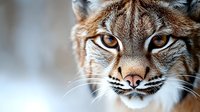 Close-up portrait of wild lynx with piercing amber eyes and distinctive ear tufts in natural habitat for wildlife photography and nature documentation.