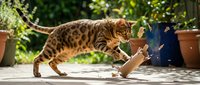 Bengal cat with spotted coat walking on sunny patio near potted plants and person in blue clothing, outdoor domestic pet scene.