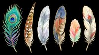 Six colorful watercolor feathers including a peacock feather, isolated on transparent background. Ready for t-shirt design, stickers, clipart, and print on demand.