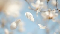 Delicate white magnolia petals floating gracefully through soft blue sky, creating dreamy spring atmosphere with gentle bokeh background for nature designs.
