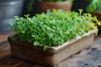 Fresh microgreens growing in ceramic container on wooden surface, bright green tender shoots with delicate leaves, natural light, shallow depth of field.