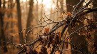 Autumn dried plant branches with withered leaves against warm golden sunlight in forest, natural seasonal decay and winter preparation botanical background.
