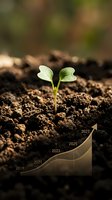 Young plant seedling emerging from rich soil with upward trending growth chart overlay showing business development and financial progress from 2019 to 2027.