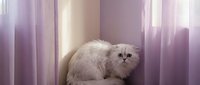 Fluffy white Persian cat sitting by a window with soft purple curtains, gazing at the camera in a cozy, light-filled interior setting.