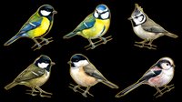 Colorful illustrated songbirds collection featuring six different species isolated on transparent background, ready for t-shirt designs, clipart, stickers, and print-on-demand products.