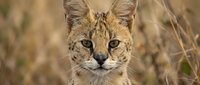 Serval wild cat portrait with spotted fur and large ears in natural grassland habitat for wildlife photography and nature documentation projects.