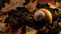 Brown snail shell resting on dark soil among fallen autumn leaves in natural forest setting. Seasonal wildlife photography for nature and garden themes.