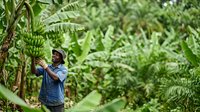 Farmer in blue shirt harvesting bananas from plantation, agricultural work in tropical climate for farming and food production.