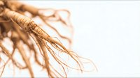 Ginseng root with detailed fibrous structure on white background for herbal medicine and natural health supplement concepts.