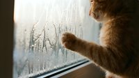Curious brown monkey touching frost patterns on window glass, exploring frozen crystalline formations with paw during cold winter morning indoors.