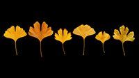 Ginkgo biloba leaves in golden yellow and orange autumn tones, isolated on transparent background. Ready for t-shirt designs, clipart, stickers, sublimation, print-on-demand products and digital crafts.