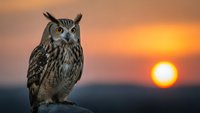 Majestic owl perched on rock during golden sunset with warm orange sky. Wildlife bird of prey in natural habitat at dusk for nature photography projects.