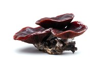 Fresh dark red mushrooms growing on wooden log, dramatic side lighting creates shadows and highlights texture of gills and caps on white background.