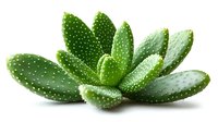 Green succulent plant with spotted leaves isolated on white background, suitable for home decor and botanical illustrations.