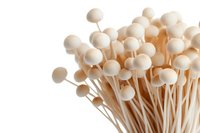 Fresh enoki mushrooms with long thin stems and small white caps isolated on white background for culinary and food photography use.